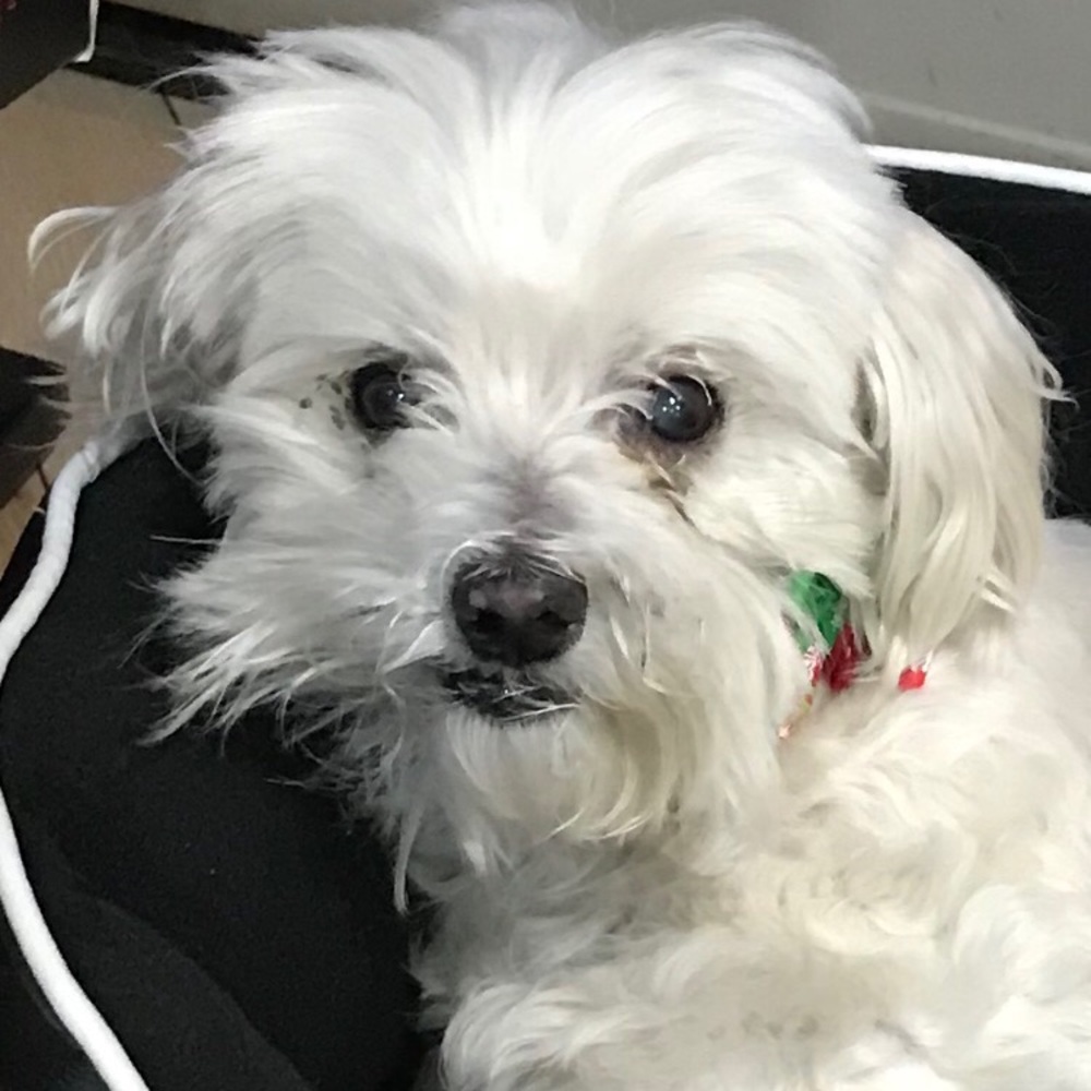 Meet your Posher, Shannon